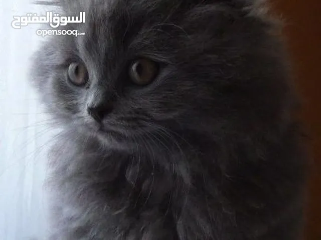 قطط شيرازي صغيرة
