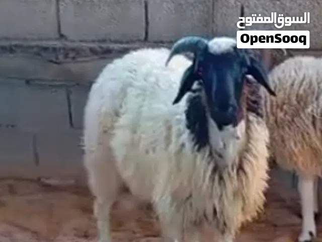 خروف 10 شهور