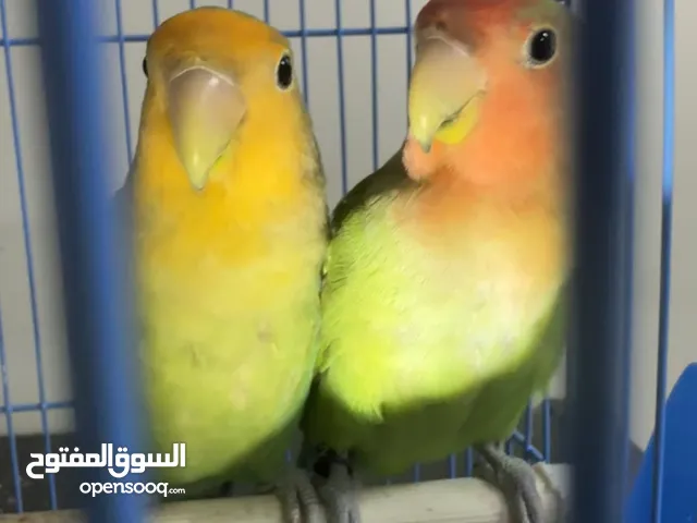 African Cute Lovebirds Baby Parrots