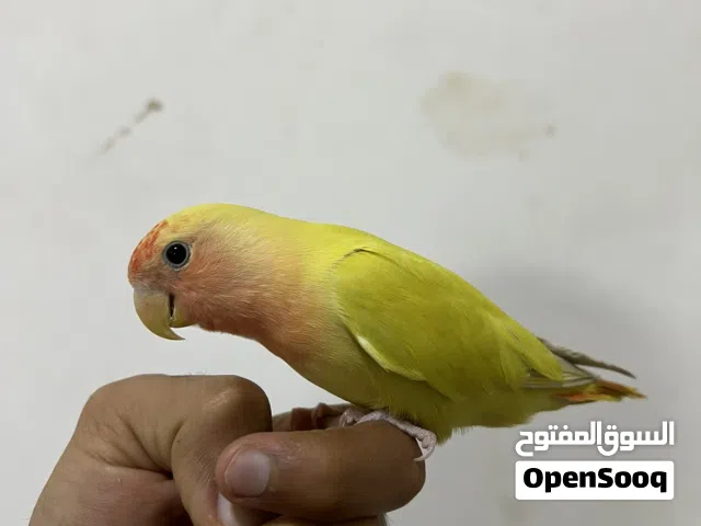 لافبيرد أليف