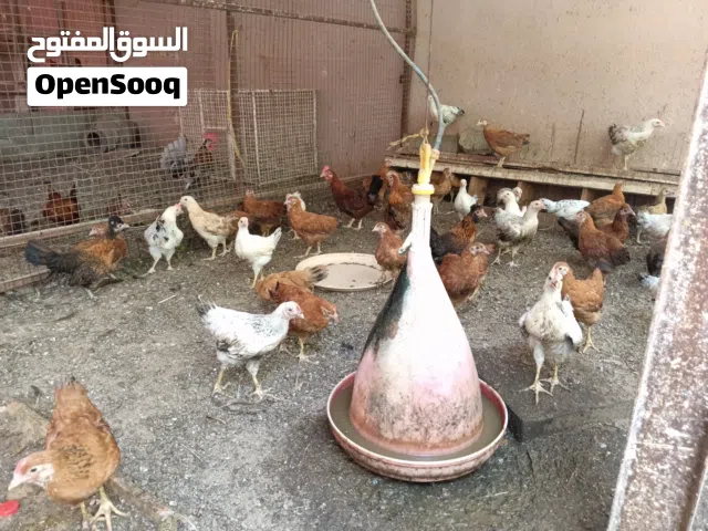 دجاج فرنسي بيور أحمر وأبيض