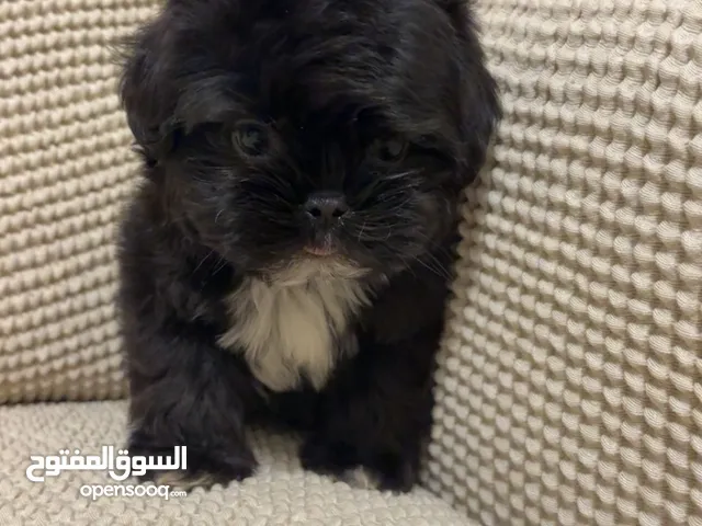 شيتزو العمر 3 شهور اللون اسود انثى
