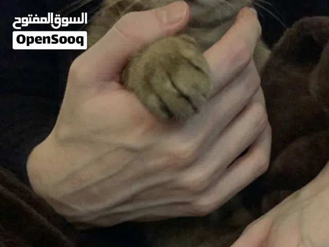 قطه للتبني / cat for adopting