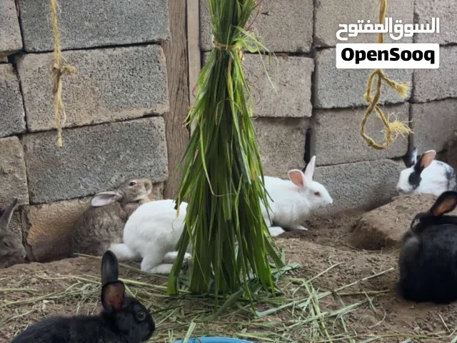 للبيع ارانب إناث حجم كبير بالغات