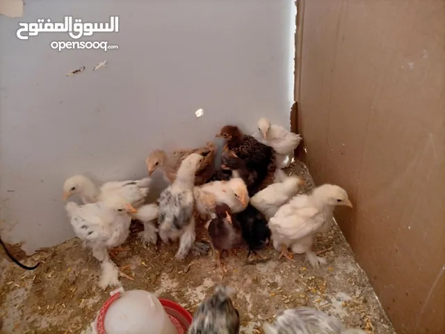 صيصان براهمي عمر 35 يوم صحه ونضافه ماخذ جميع المطاعيم