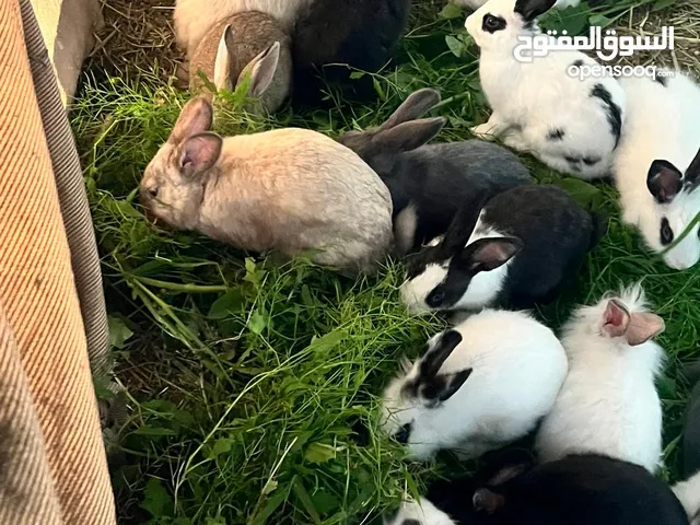 أرانب هولندية للبيع في البريمي ((بالجملة)) للتواصل واتساب فقط لطفاً
