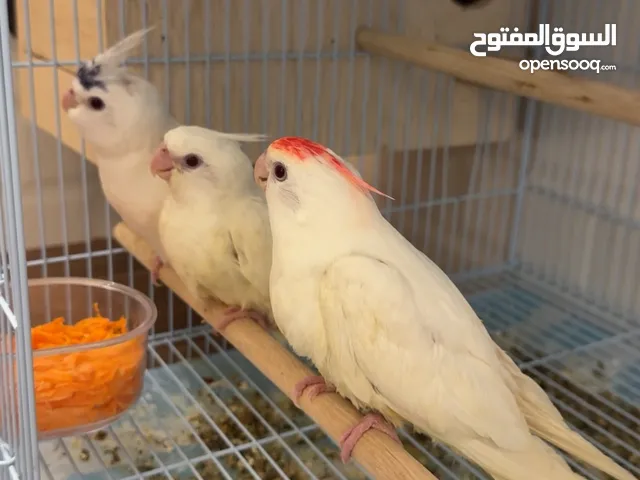 ببغاء كوكتيل البينو عيون حمر صحتهم ممتازه بدايه فطم كلهم ذكور مع شهاده الفحص الواحد ب 20 دينار
