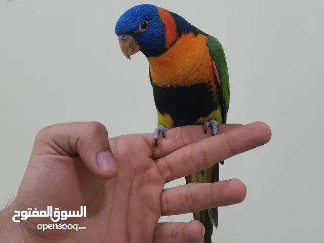 طير لوري متعلم