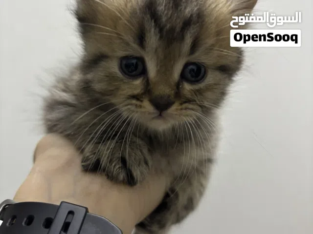 قط شيرازي بيور