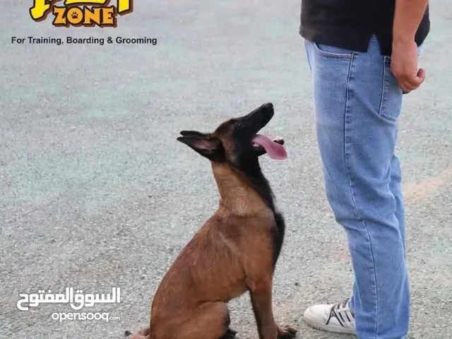 درب كلبك الآن بأقل الاسعار