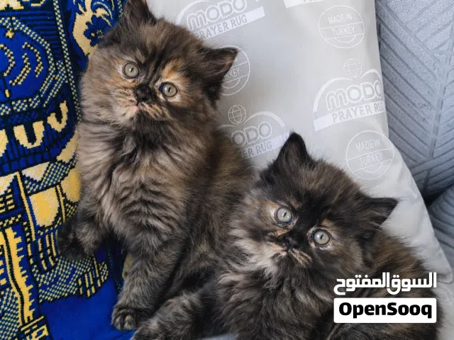 قطط صغيره للبيع بصحه جيده جدا خاليه من اي امراض او حشرات ولعوبات جدا