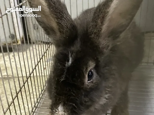 أرنب للبيع أو للبدأ بشي آخر