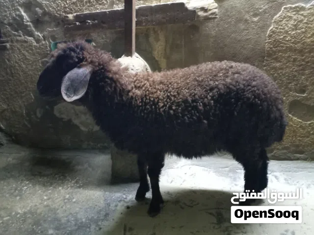 عابوره للبيع العمر ثلاث اشهر ونص