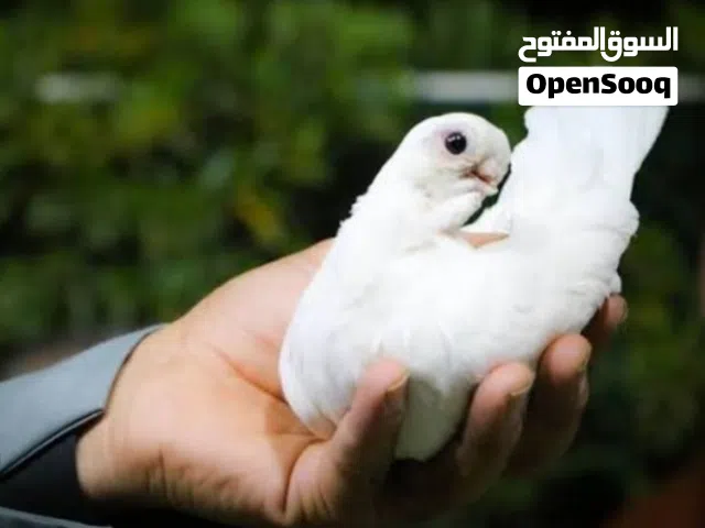 مطلوب زوج ارافل قجم