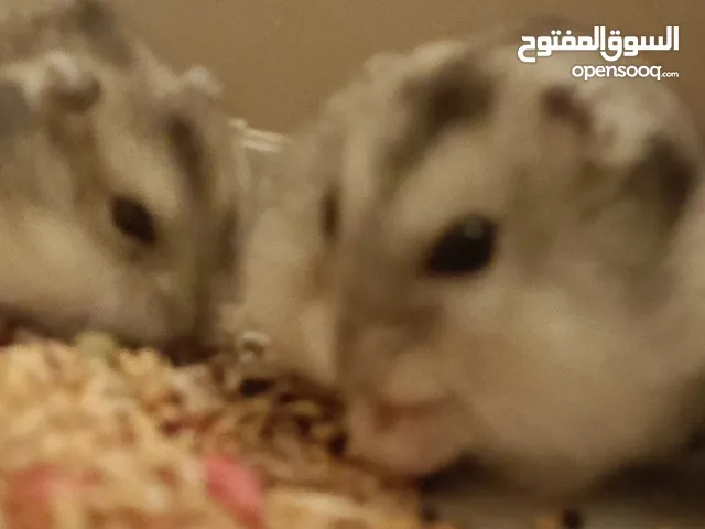 هامستر روسي نتايه ودكر
