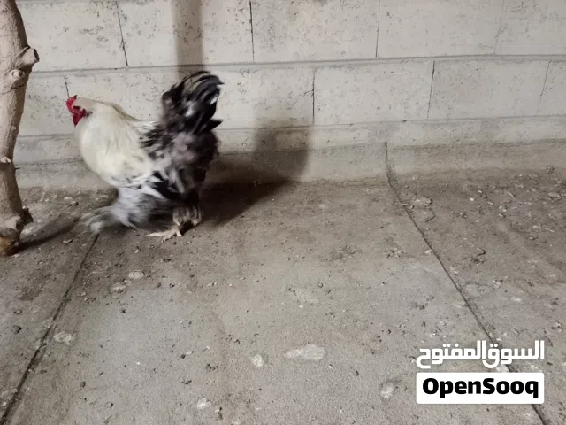 بيعة سريعة للجاد  دجاج براهما زوجين ( ديك ودجاجة ) حجم كبير ملون جميل جدا و صحتهم ماشاءاللّٰه ممتازة