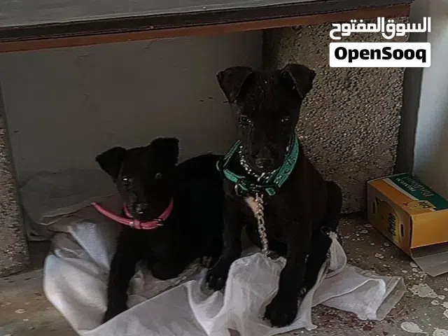 دزوز مكسيكي جراوي خود شراسه فدم اقرا الوصف