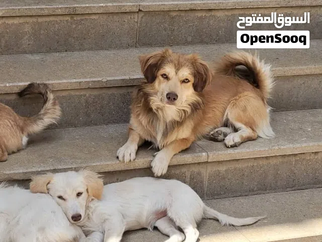 كلاب امركيه