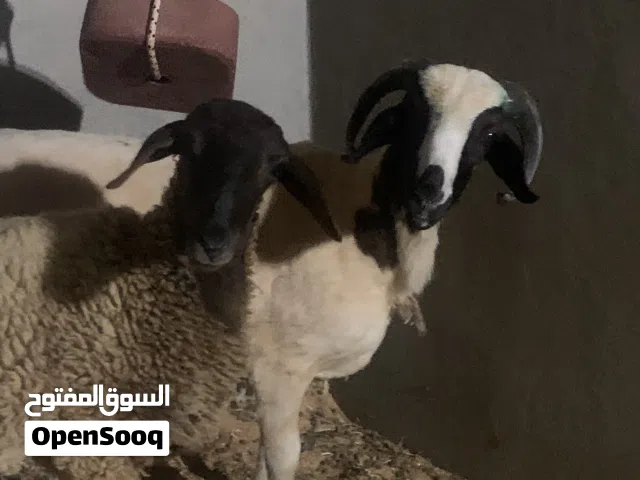 خروف الله يبارك و نعجه تبارك الرحمن للبيع