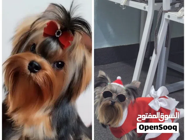 Yorkshire silky terrier for sale