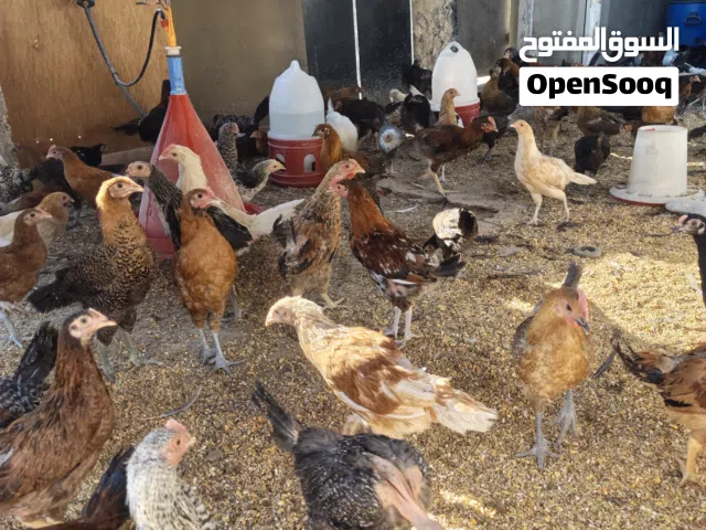 دجاج بلدي و فيومي وأبو رقيبه صحة ونظافة تبارك الرحمن