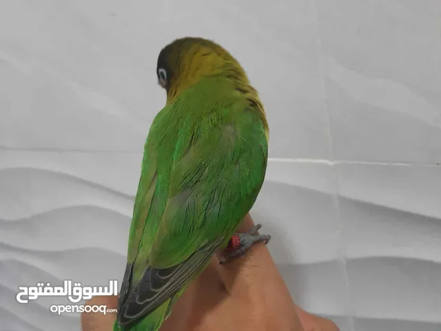 قندوره اليفه كلش حلوه