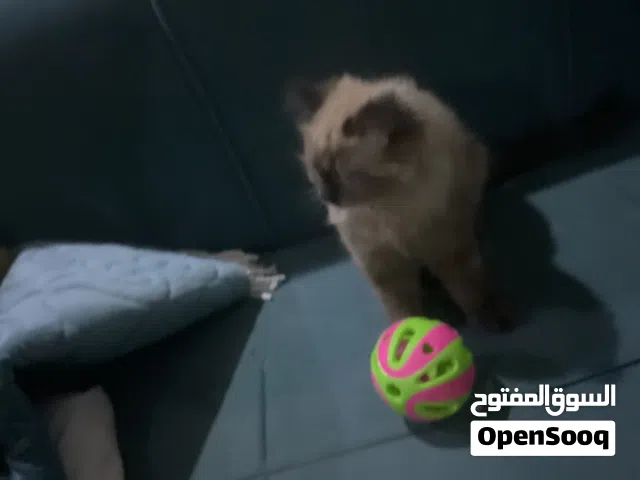 كتين عمر 3 اشهر حجم صغير لون رمادي مكس همالايا و سيامي