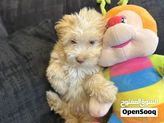 Mini Maltipoo Puppy for Sale – 3 Months Old