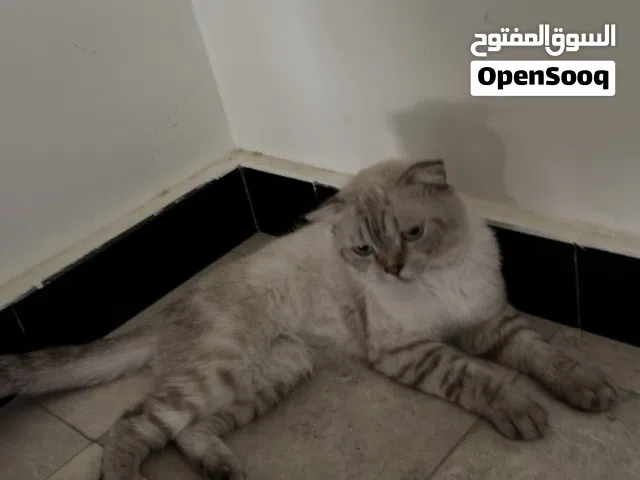 قط ذكر سكوتش فولد