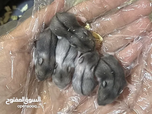 هامسترات صغار للبيع بسعر ممتاز