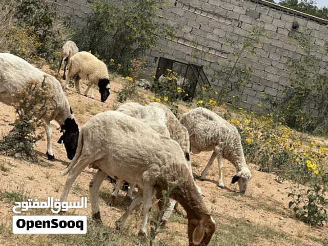 12انعاج وطنيات