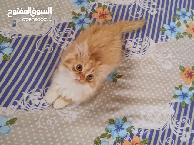 Pure Persian Kittens