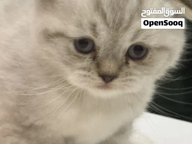 سكوتش فولد
