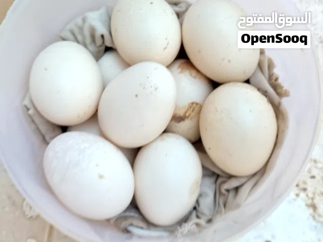 للــبــيــع بيـــض دجـــاج كـينــي مــوصـفات