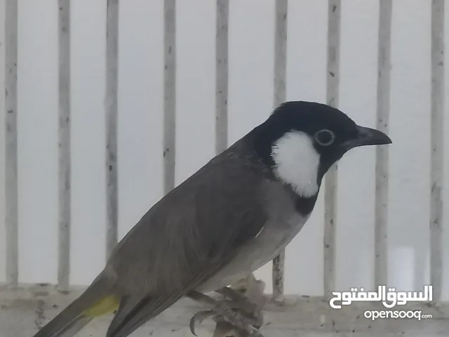 السلام عليكم تك بلبل بصراوي فحل ياخذ من لايد جاهز تغريد فول ماشاءالله الطير بطل نضافه وخشونه مكاني