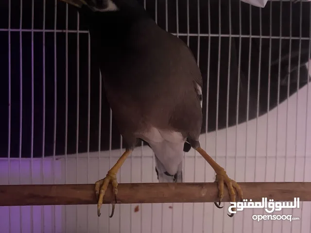 مينا اليفه جدا مناسبه الى الاطفال