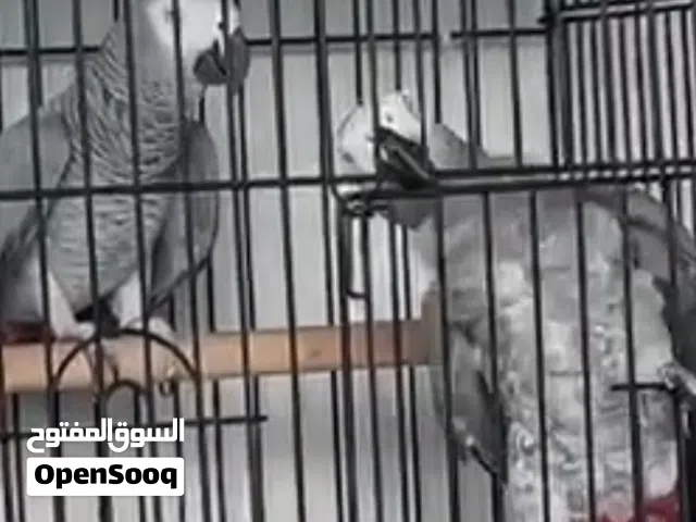 زوج كاسكو منتج