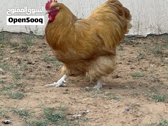 فروج كلاي مريندا