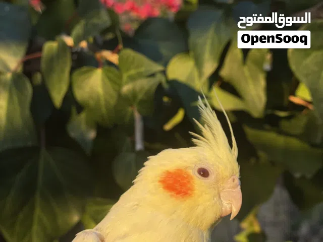 جوز كوكتيل اليفات بدون قفص