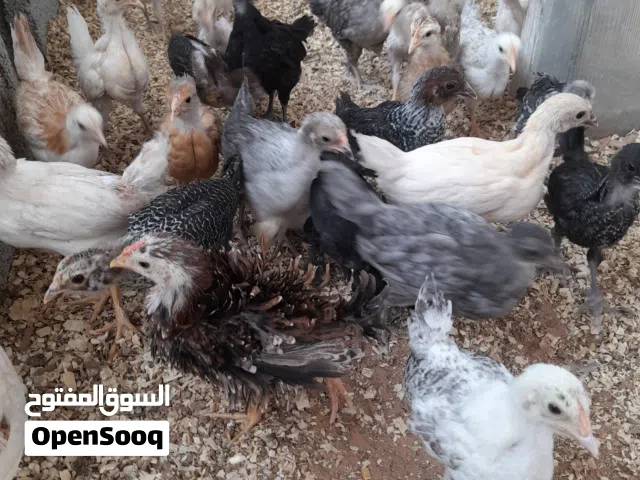 كتكوت عربي مخلط