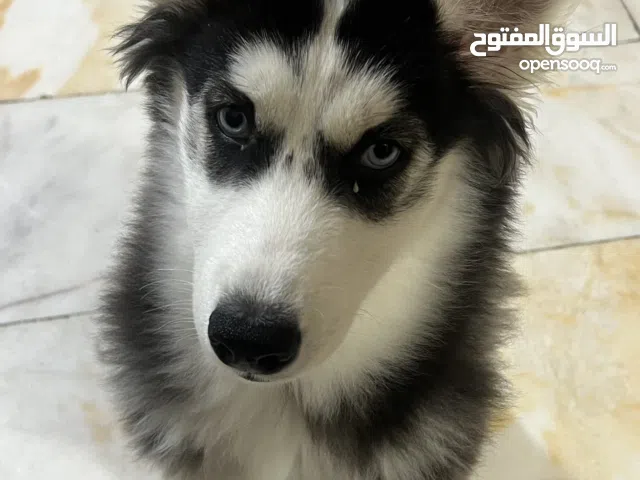 هاسكي انثى خمس اشهر سلاله نقيه بي مجال شي بسيط كامل تلقيحات نقيه