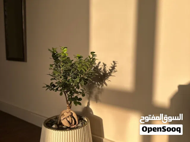 بونساي يابانيه عمر 3 الى 5 سنوات