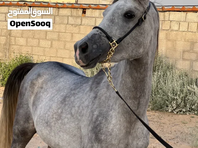 Two Horse for sale