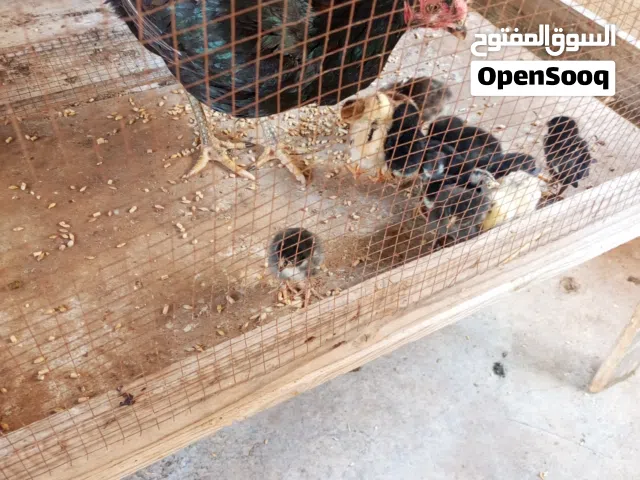 دجاج للبيع
