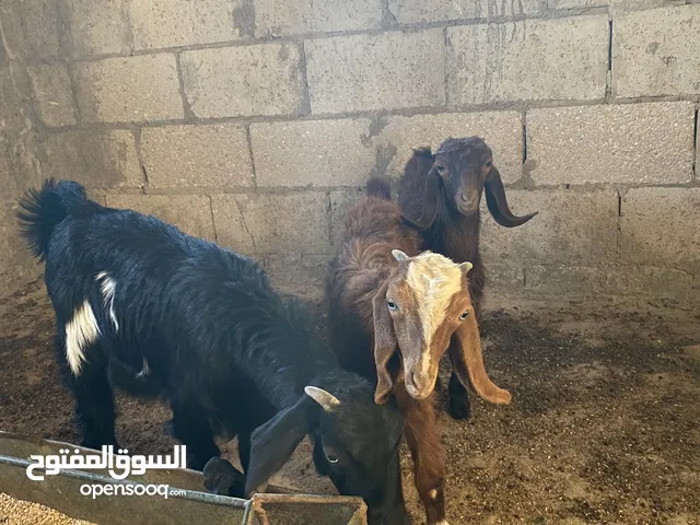 ثلاث صخلات نخب مطعمات كفاله جميع الامراض عمر 4 شهور