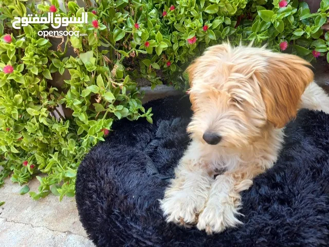 كلب كانيش للبيع