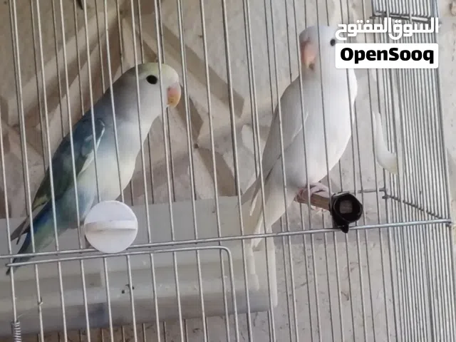 طيرين روز اخوان العمر شهرين