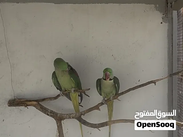 نيبالي زوج