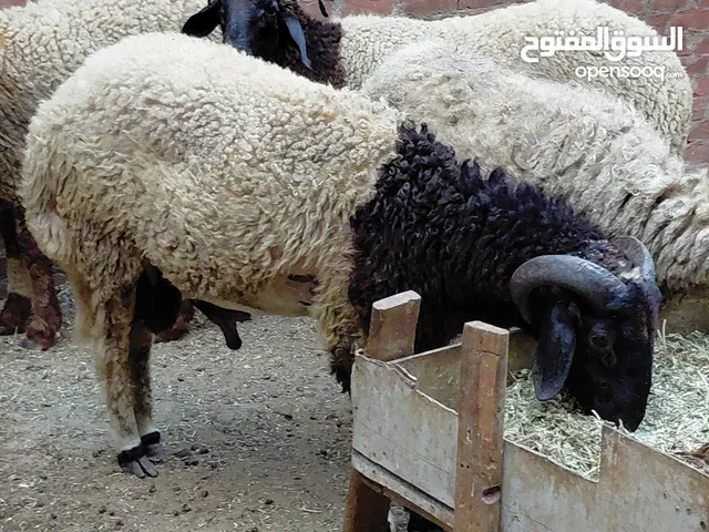 خرفان برقي - Barqi sheep