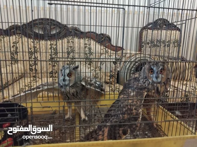 زوج البوم بومه تواصل واتساب